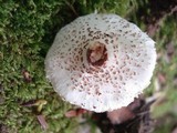 Lepiota cristata image