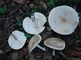 Melanoleuca alboflavida image