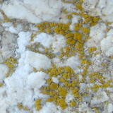 Candelariella vitellina image