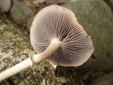 Leratiomyces squamosus image