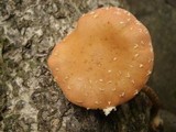 Leratiomyces squamosus var. thraustus image