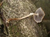 Leratiomyces squamosus image