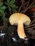 Lactarius vinaceorufescens image