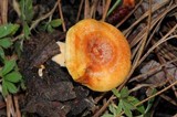 Lactarius vinaceorufescens image