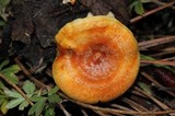 Lactarius vinaceorufescens image