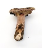 Hygrophorus russula image