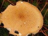 Cystoderma amianthinum image