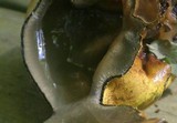 Entonaema liquescens image