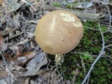 Austroboletus gracilis image