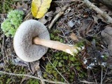Austroboletus gracilis image