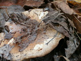 Tricholoma pessundatum image