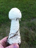 Amanita thiersii image