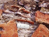 Phlebia radiata image