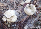 Rhodocybe popinalis image