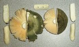 Russula aeruginea image
