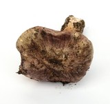 Hygrophorus russula image