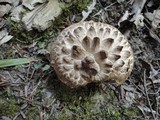 Sarcodon imbricatus image