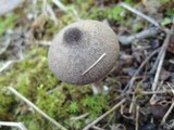 Entoloma violaceum image