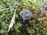 Entoloma violaceum image