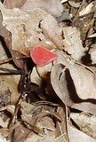 Sarcoscypha occidentalis image