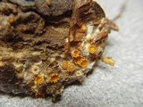 Sphaerobolus stellatus image