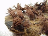 Stemonitis splendens image