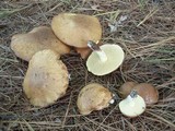Suillus brevipes image
