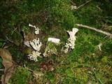 Tremellodendron pallidum image