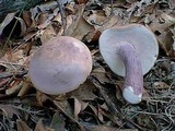 Tylopilus plumbeoviolaceus image