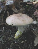 Harrya chromapes image