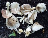 Volvariella volvacea image