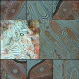 Pertusaria pustulata image