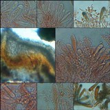Lecidella elaeochroma f. elaeochroma image