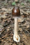 Amanita sect. Vaginatae image
