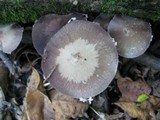 Psathyrella longipes image
