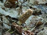 Morchella americana image