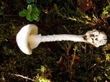 Amanita virosa image
