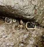Ascobolus scatigenus image