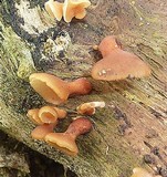 Dacryopinax elegans image