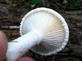 Pleurotus dryinus image