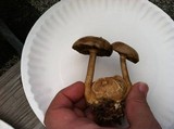 Pseudoboletus parasiticus image