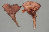 Hydnellum scrobiculatum image