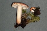 Russula silvicola image