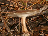Polyporus brumalis image