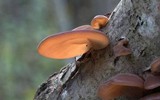 Auricularia angiospermarum image