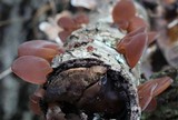 Auricularia angiospermarum image