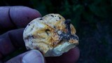 Calvatia rubroflava image