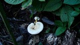 Ganoderma curtisii image