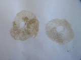 Suillus umbonatus image