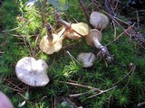 Suillus umbonatus image